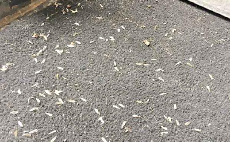 Wings dropped by swarming termites. (Photo by Qian “Karen” Sun/LSU AgCenter)