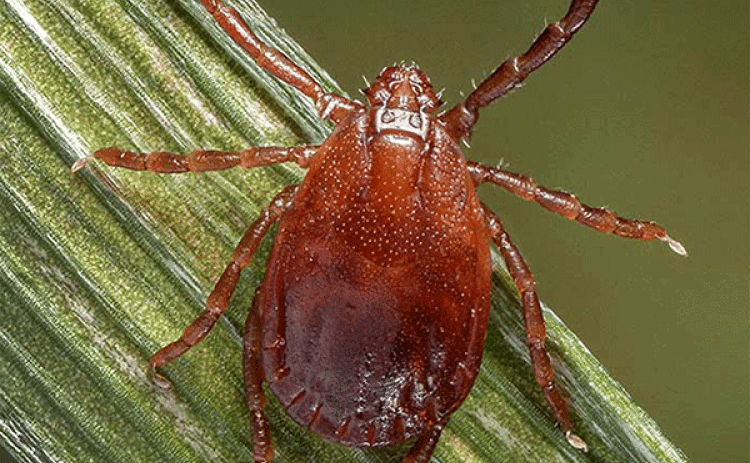 While the Asian longhorned tick has yet to be sighted in Louisiana, LSU AgCenter entomologist Kristen Healy would like the public to remain vigilant in keeping an eye out for this and other species. To better understand where certain species live, Healy and her team have developed the website geaux-ticks.org, where people can send in photos or specimens of ticks they may encounter.