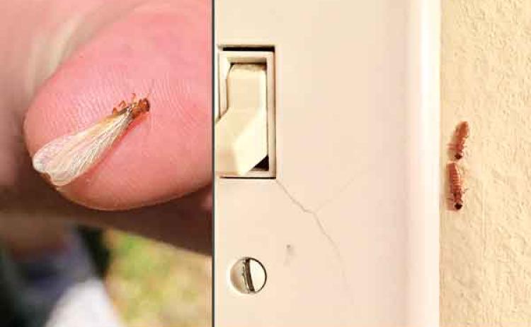 Termites