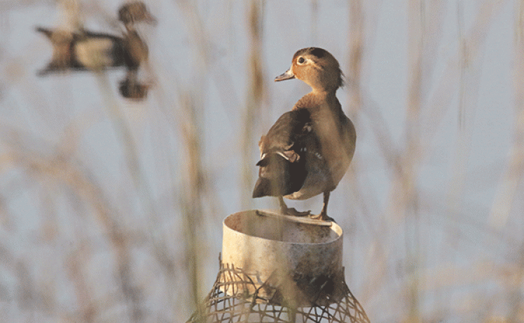 A duck uses a crawfish trap as a perch east of Eunice off West Maple Avenue on Friday morning. The crawfish season may be about over, but the ducks seemed to be enjoying the pond. (Photo by Harlan Kirgan)