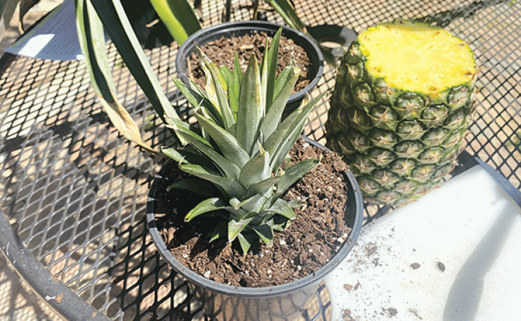 Place the crown of the pineapple about an inch down in well-drained potting soil and place it in a sunny area. (Photos by Heather Kirk-Ballard/LSU AgCenter) 