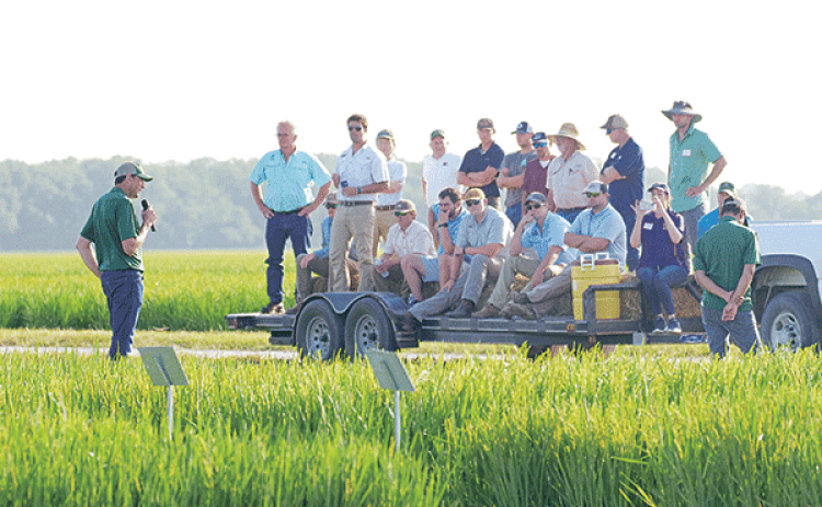 The LSU AgCenter H. Rouse Caffey Rice Research Station will hold its 115th annual field day June 25. In this photo, Adam Famoso, AgCenter rice breeder and resident coordinator of the station, addresses attendees at the event last year. (LSU AgCenter file photo)