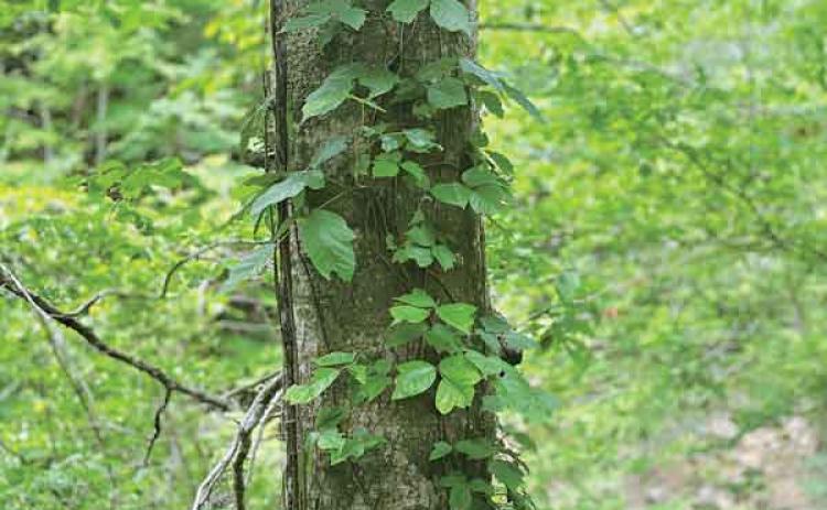 Virginia creeper, left, and poison ivy, right, grow alongside each other on a trail in the Clark Creek Natural Area. (Photos by Heather Kirk-Ballard/LSU AgCenter)