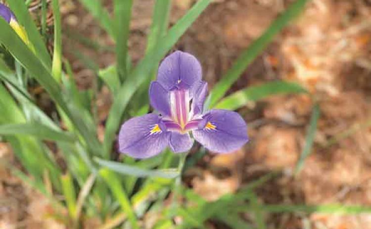 Iris