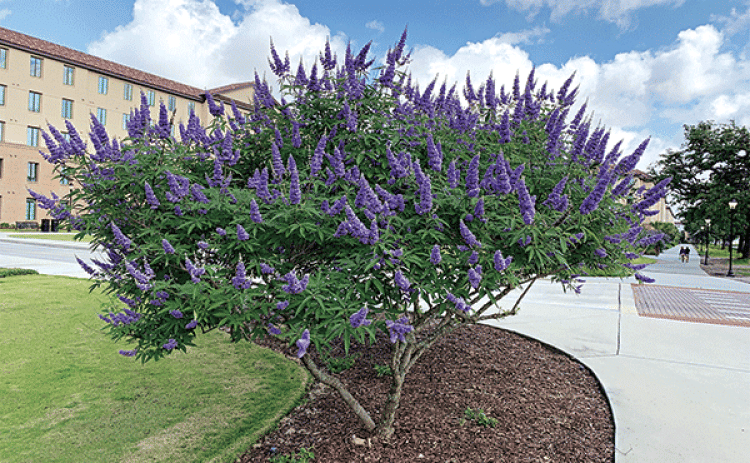 Chaste trees make a great accent planting for the landscape. (Photo by Anna Ribbeck/LSU AgCenter)