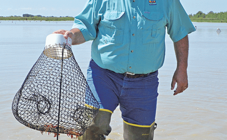 Todd Fontenot, the Louisiana State University AgCenter’s new crawfish agent, hauls in a crawfish trap at the Crowley Rice Research Station’s South Farm. (Photo by Claudette Olivier/Crowley Post Signal)