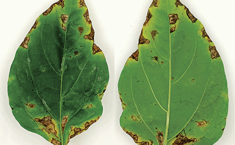 Irregular, water-soaked greasy, brown leaf spots on upper (right) and lower (left) leaf surfaces on bell pepper caused by bacterium Xanthomonas species. (Photo by Raj Singh/LSU AgCenter)