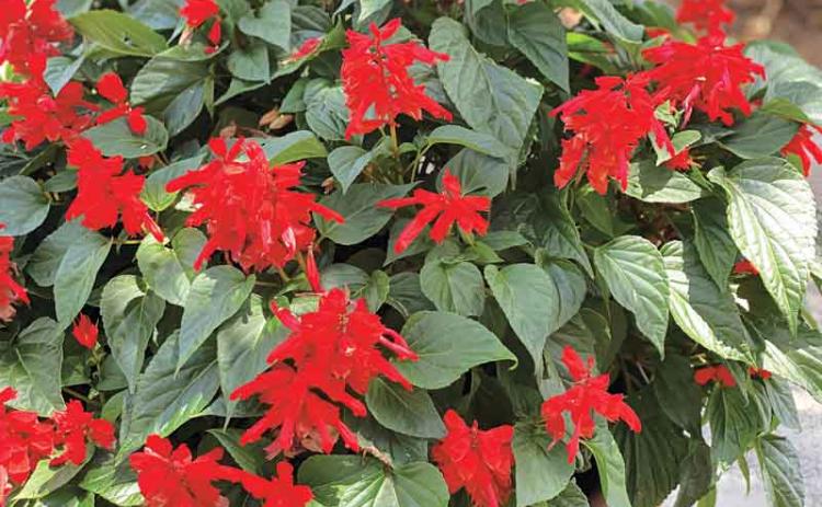 Salvias perform well in containers. These red, tubular flowers are pollinator magnets. (Photo by Heather Kirk-Ballard/LSU AgCenter)
