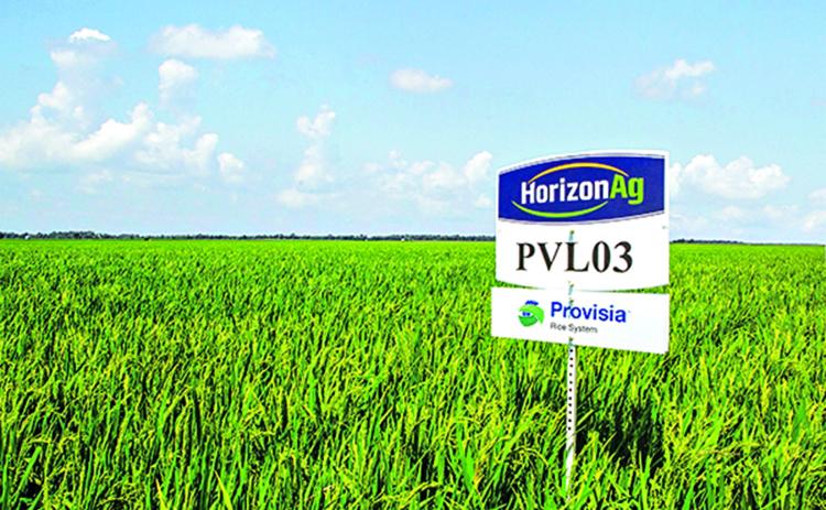 The 2025 Horizon Ag Field Day, scheduled for June 23 at Richard Farms in Kaplan, is the place to be for updates on the top rice varieties planted in Louisiana this season as well as new Provisia® lines expected to be available in 2026.