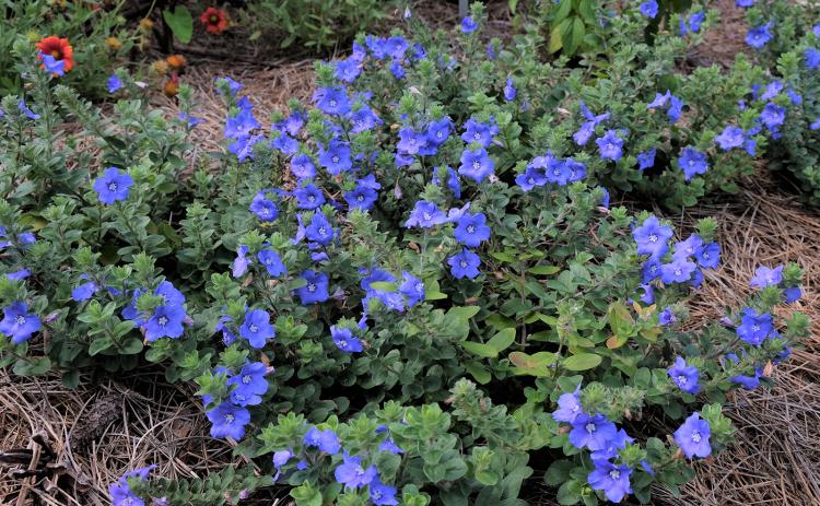 Blue Daze flowers can sometimes appear purple-blue or lavender. (LSU AgCenter photos)