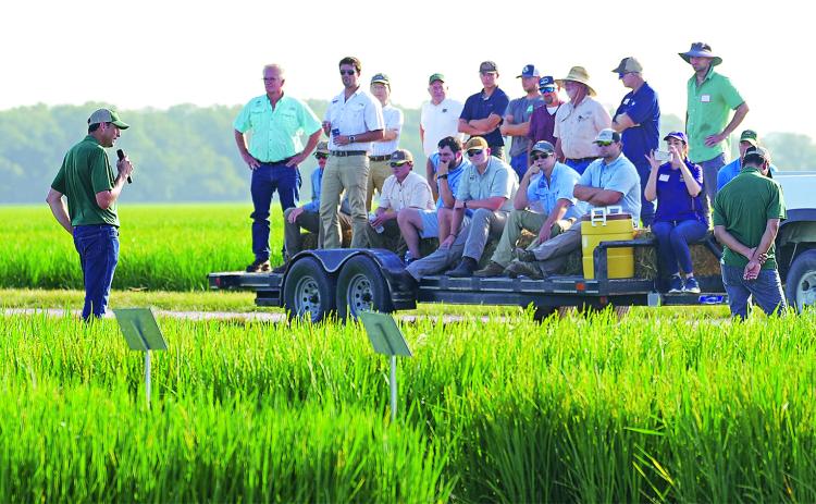 Field tours are a highlight of the LSU AgCenter H. Rouse Caffey Rice Research Station’s annual field day, which this year will be held June 24. (LSU AgCenter file photo)