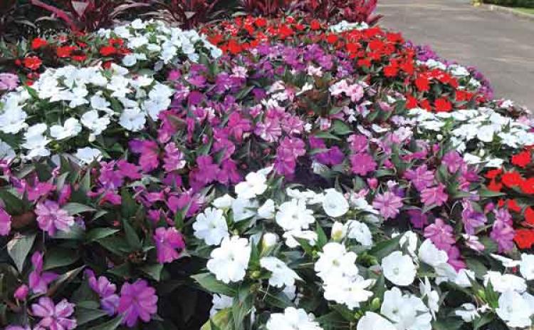 Compact SunPatiens come in a variety of colors. (LSU AgCenter file photo by Dan Gill)