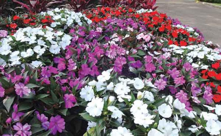 Compact SunPatiens come in a variety of colors. (LSU AgCenter file photo by Dan Gill)