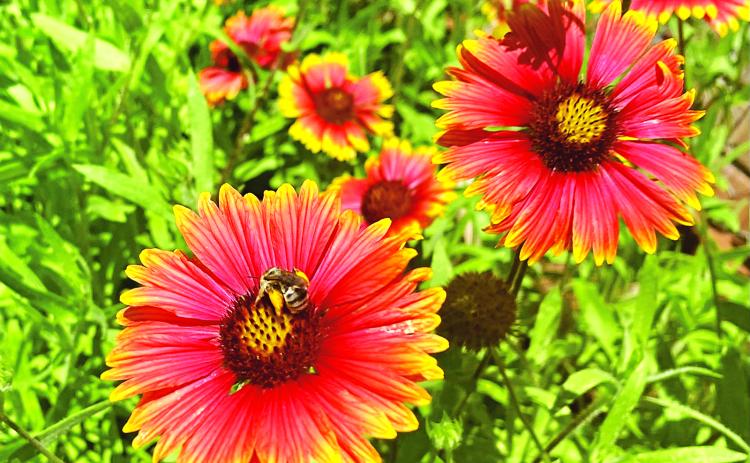 Bees collect pollen from blanket flowers.