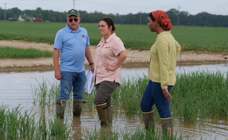 Mike Stout, Christine Gambino and Laila Santos look over a rice research plot at the H. Rouse Caffey Rice Research Station near Crowley. The three work in the LSU AgCenter’s Department of Entomology and are working on insect pest management strategies as part of the Climate Resilient Innovations for Sustainable Production for Rice project. Photo by Craig Gautreaux/LSU AgCenter