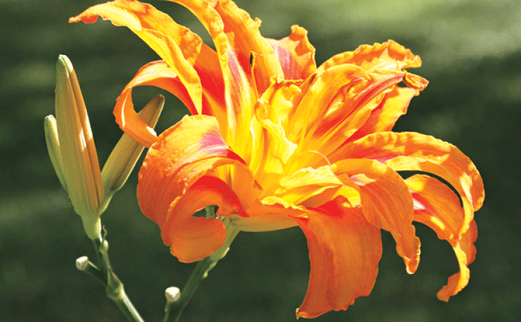 Daylily