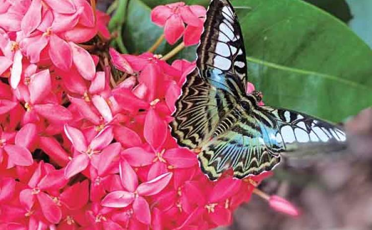 Ixora