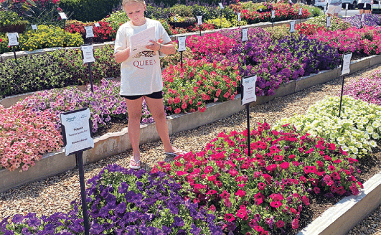 By attending trial gardens, you can take note of new varieties to look for in local retail garden centers. (Photos by Heather Kirk-Ballard/LSU AgCenter)
