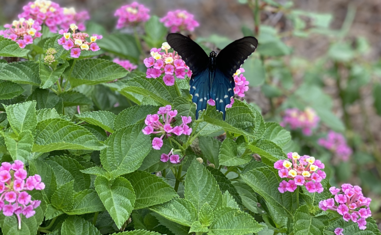 Pollinator gardens filled with colorful annual and perennial plants provide a burst of color to the landscape and a place for pollinating insects and other wildlife. (Photos by Heather Kirk-Ballard/LSU AgCenter)