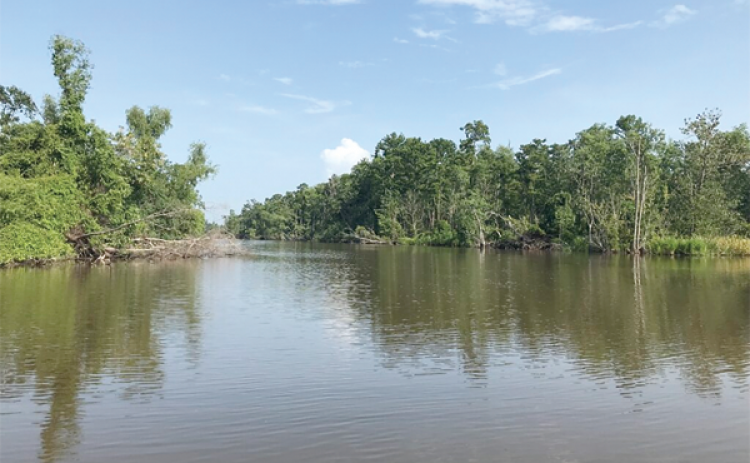 This portion of Bayou Chevreuil in St. James Parish leads to 2,000 acres of swampland the state is buying from a group that includes the former speaker of the Louisiana House of Representatives. The purchase price for the property is $9 million, and the Department of Wildlife and Fisheries intends to give the land to the University of Louisiana at Lafayette for research. (Photo by Greg LaRose/Louisiana Illuminator) 