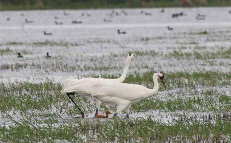 Whooping cranes
