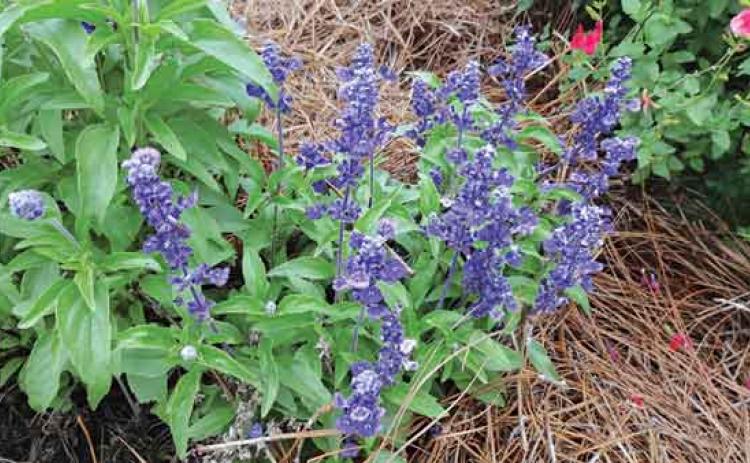 Salvias