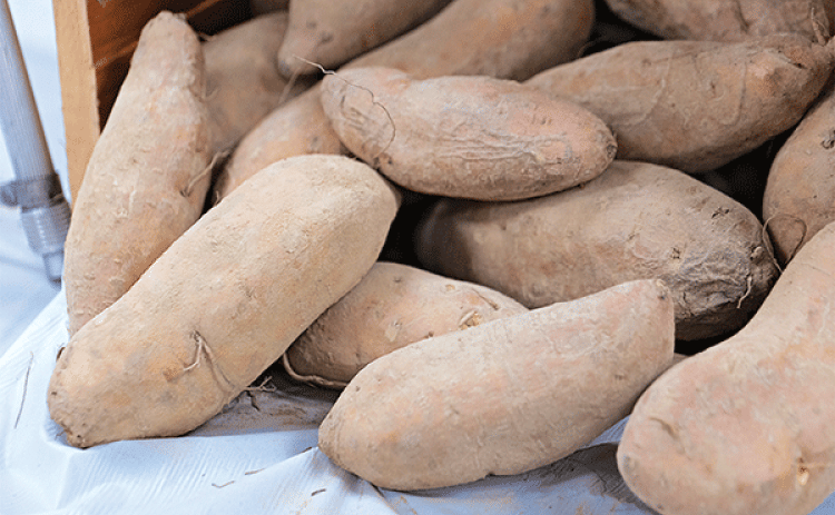 The LSU AgCenter’s new Avoyelles sweet potato variety features a lighter-colored skin and a creamy texture. It’s an early-maturing variety that offers root-knot nematode resistance. (Photo by Olivia McClure/LSU AgCenter)