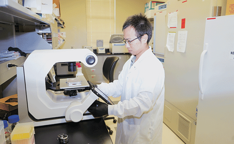 LSU AgCenter graduate assistant Qianglin Liu is looking at the development of fat cells in cattle and humans. (Photo by Johnny Morgan/LSU AgCenter)