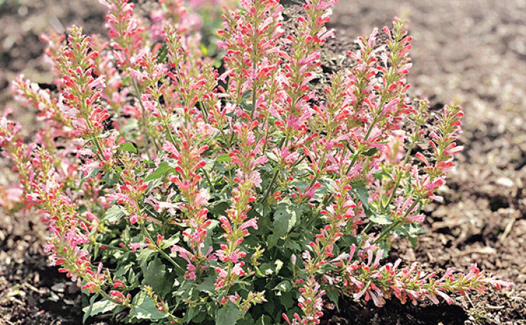 Betterbuzz Rosa agastache is absolutely covered in gorgeous blooms and a magnet for pollinators. (Photos by Heather Kirk-Ballard/LSU AgCenter)