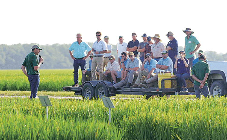 LSU AgCenter rice breeder Adam Famoso tells a trailerload of attendees about new rice varieties during the H. Rouse Caffey Rice Research Station’s 114th annual field day June 28. (Photos by Olivia McClure/LSU AgCenter)