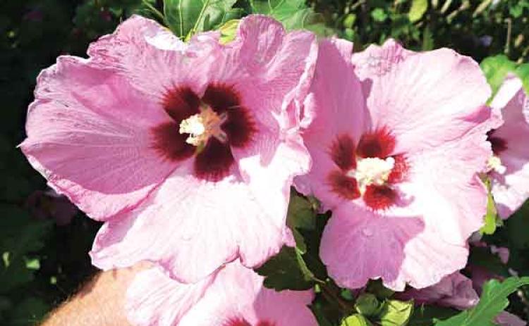 Aphrodite althea