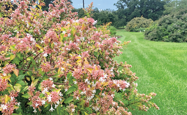 Peach Perfection has beautiful peach-pink flower clusters that are abundant in summer through fall. (Photo by Max McKeown/LSU AgCenter)
