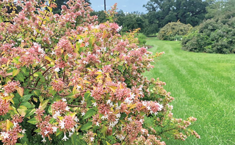 Peach Perfection has beautiful peach-pink flower clusters that are abundant in summer through fall. (Photo by Max McKeown/LSU AgCenter)