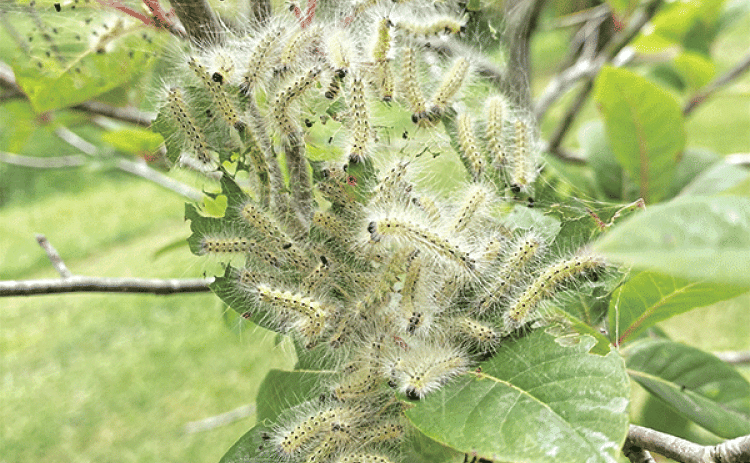 Fall webworms make webbed areas at the ends of tree branches and form an aggregation there, where they feed on the foliage. Photo by Heather Kirk-Ballard/LSU AgCenter