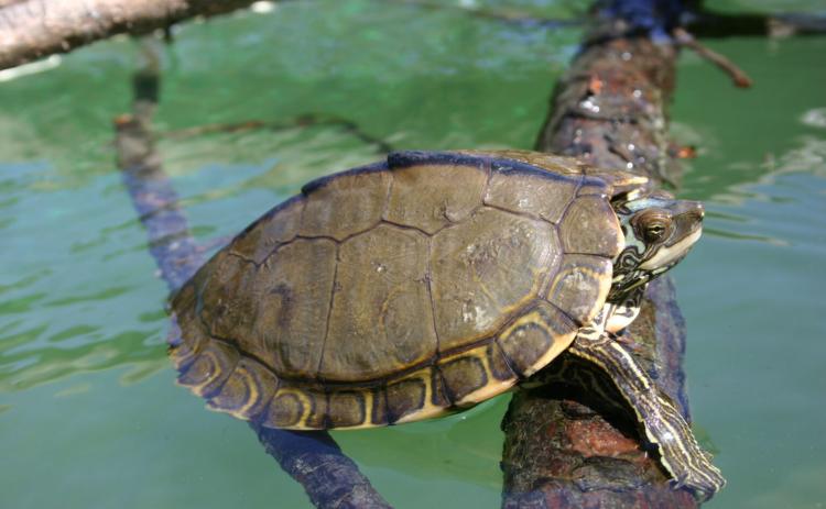 The Pearl River map turtle has been designated a threatened species by the U.S. Fish and Wildlife Service. (Cris Hagen, University of Georgia, Savannah River Ecology Laboratory/Courtesy of U.S. Geological Survey)