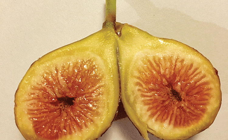 The fruit of a fig is composed of both flowers and seeds. (Photos by Heather Kirk-Ballard/LSU AgCenter)