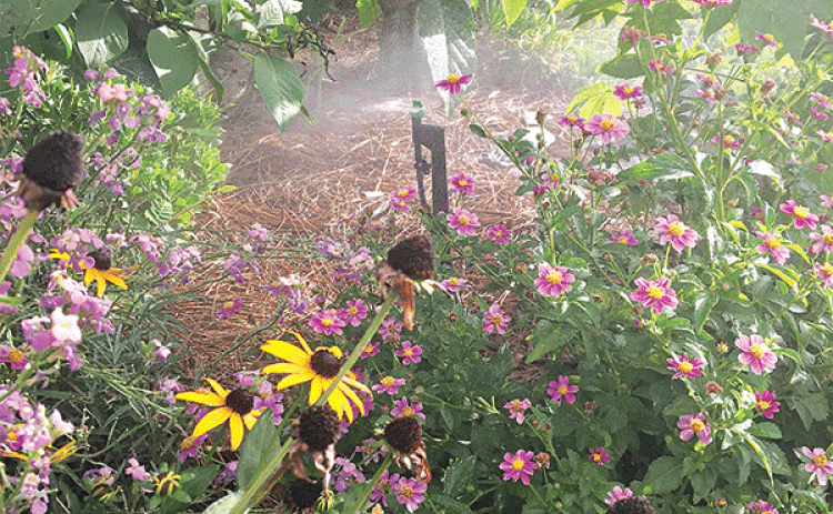 Irrigation can be controlled by smart technologies, which include weather-based irrigation controller (WBIC) and soil moisture sensor (SMS) systems. (Photo by Heather Kirk-Ballard/LSU AgCenter)