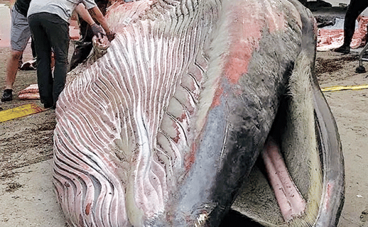 A dead Rice’s whale washed up on a Florida beach in 2019. It was found to have been killed by a plastic fragment lodged in its stomach. (National Park Service photo)
