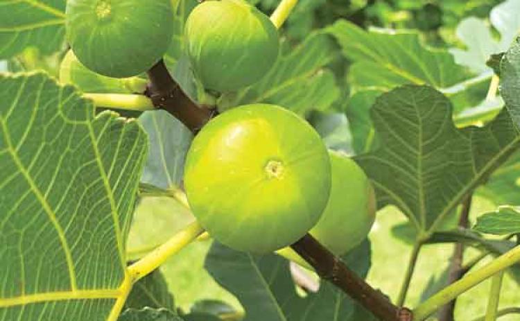 LSU Gold fig