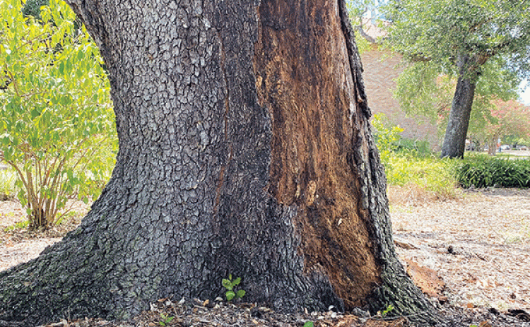 Fallen bark is a sure sign of trunk damage on this live oak tree. (Photo by LSU AgCenter )  