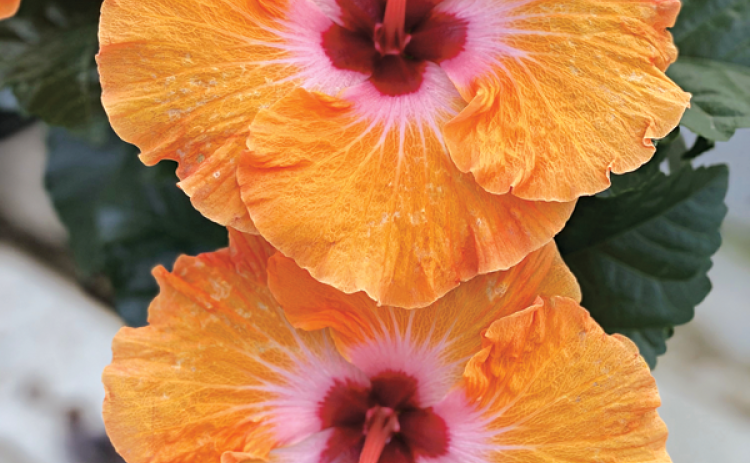 Tropical hibiscus comes in single- and double-flower forms in nearly any color combination imaginable.