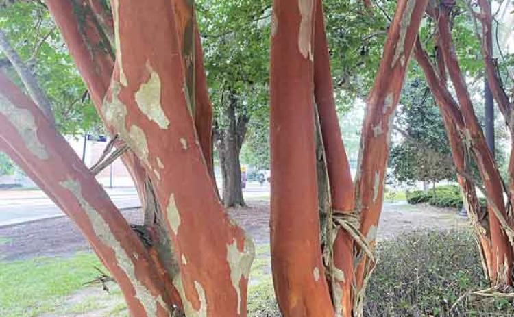 Exfoliating bark on crape myrtles is one of the great focal points of this plant. (Photo by Heather Kirk-Ballard  LSU AgCenter)