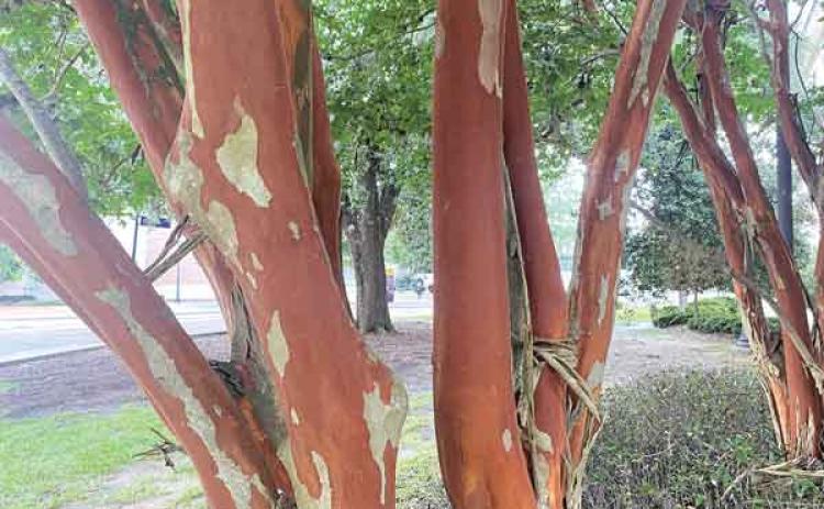 Exfoliating bark on crape myrtles is one of the great focal points of this plant. (Photo by Heather Kirk-Ballard  LSU AgCenter)