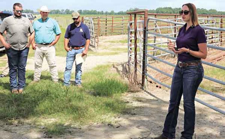 LSU AgCenter regional livestock specialist Ashley Edwards