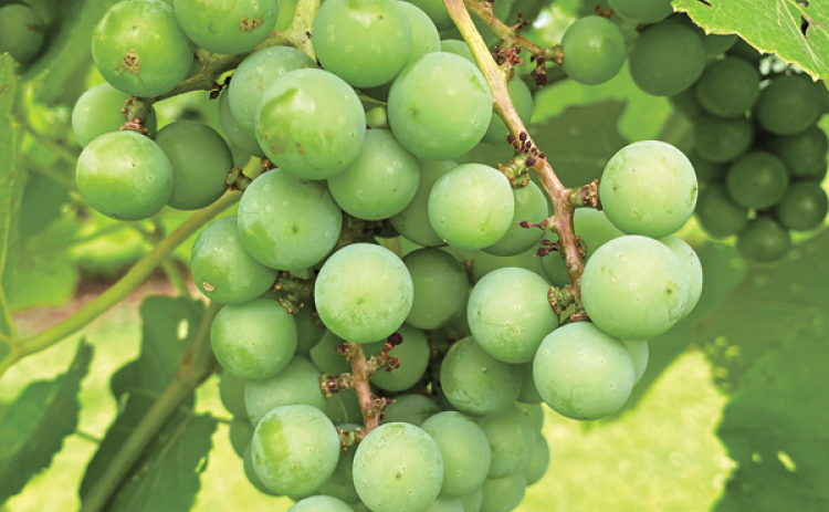Muscadines ripening on the vine. (Photo by Kiki Fontenot/LSU AgCenter)