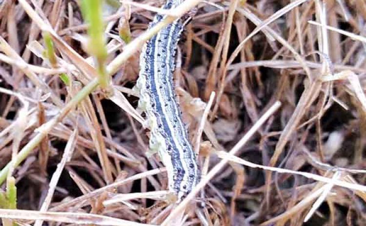 Armyworms feed on turfgrasses, causing large brown patches in lawns. (Photo by David Sexton/LSU AgCenter) 