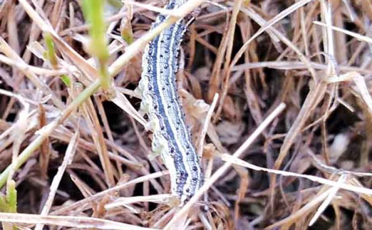 Armyworms feed on turfgrasses, causing large brown patches in lawns. (Photo by David Sexton/LSU AgCenter)