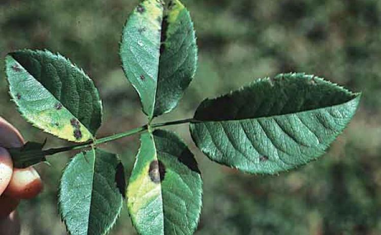 If the plants are showing signs of black spot or mildew, be sure to rinse your pruners in 10% bleach solution then in water before moving onto healthy shrubs to prevent the spreading of any disease. (Photo by Heather Kirk-Ballard/LSU AgCenter)