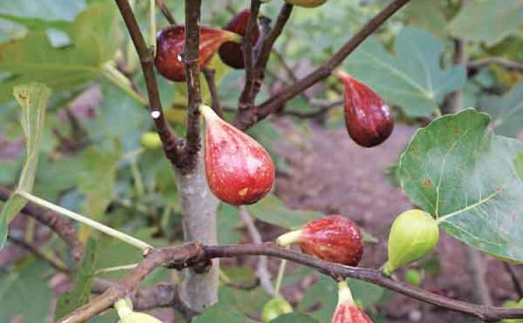 LSU Purple is probably the most recognizable of the LSU-bred varieties because of its dark purple, glossy hue and oblong shape. (Photo by Jason Stagg/LSU AgCenter)