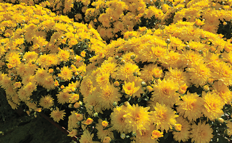 Chrysanthemum means “gold blossom” in Greek. These flowers are a symbol of fall. (Photo by Anna Ribbeck/LSU AgCenter)